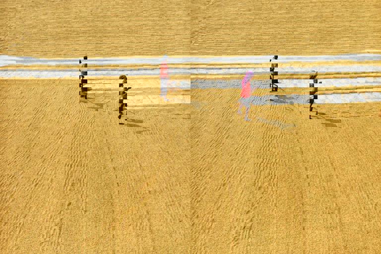 British Breweries Grapple with Drought’s Toll on Barley Harvest